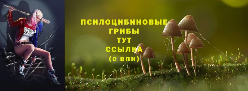 хочу наркоту  MEGA ТОР  Галлюциногенные грибы Cubensis  Кимовск 